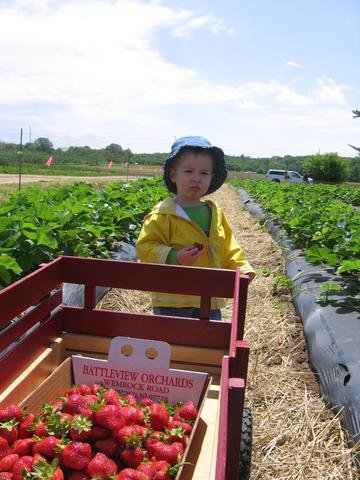 strawberry picking.jpg