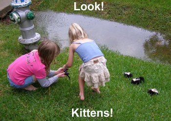 look!  kittens!.jpg