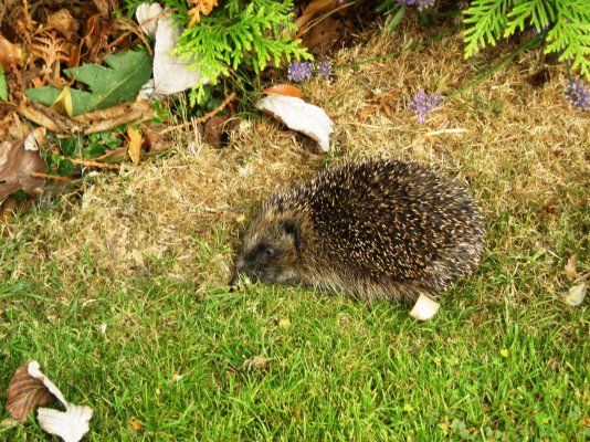 Guisborough - Hedgehog in our garden.jpg
