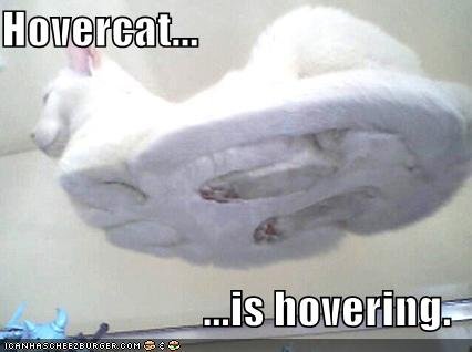 hover cat.jpg