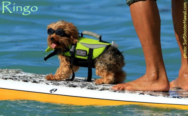 Ringo Esperanza the surfer dog.jpg