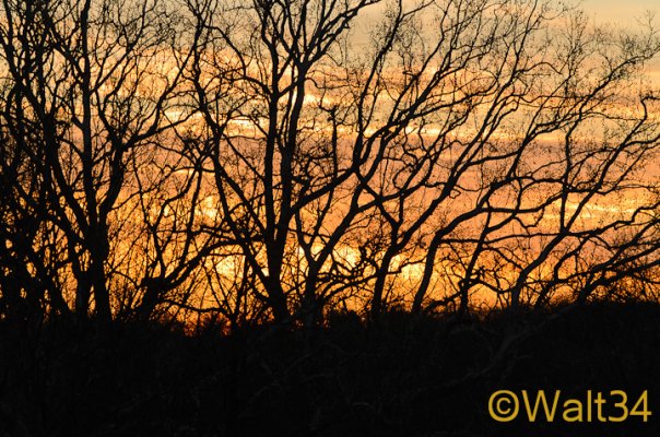 tree silhoute sunset_1214.jpg