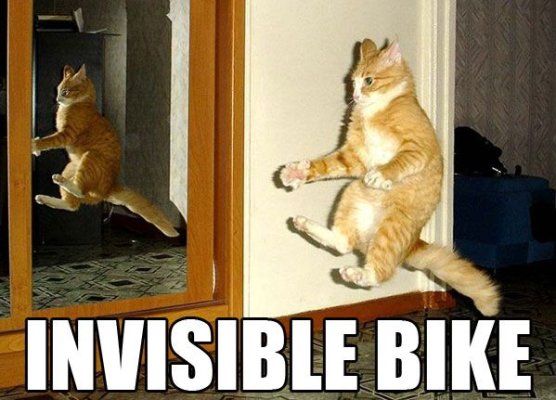 bike cat.jpg