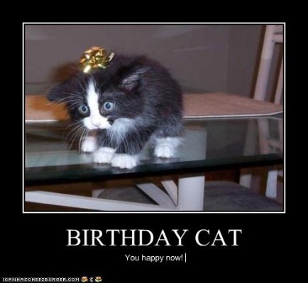 birthday cat.jpg