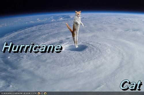 hurricane cat.png