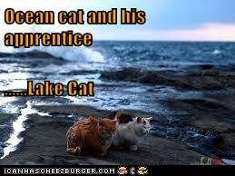 lake cat.jpg