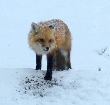 Snow Fox.jpg