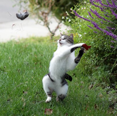 cat-throwing-a-mouse.jpg