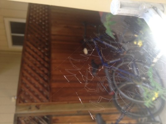 spiderweb.JPG
