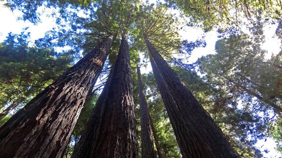 Redwood Park 3.jpg