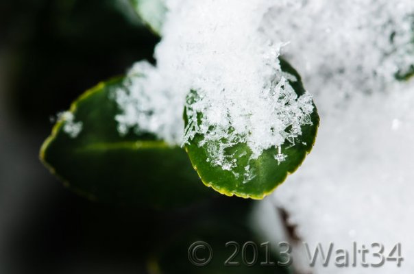 Snow_2013-2.jpg