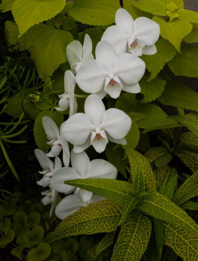 Orchids-8.jpg