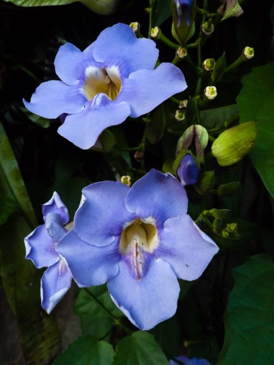 Orchids-1-2.jpg