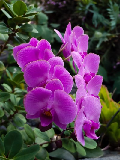 Orchids-3-2.jpg