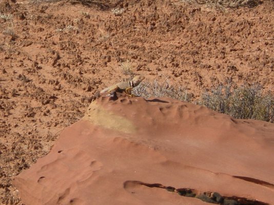 Canyonlands - Collared lizard.jpg