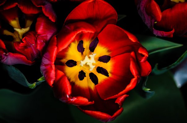 Tulips-3.jpg