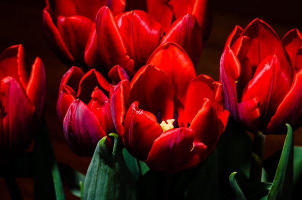 Tulips-8.jpg