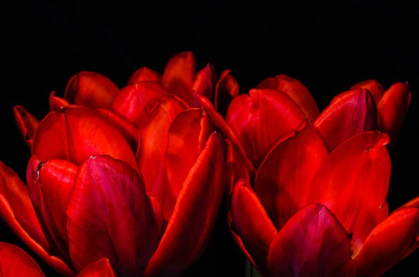Tulips-10.jpg