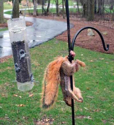 Squirrel Trouble.jpg