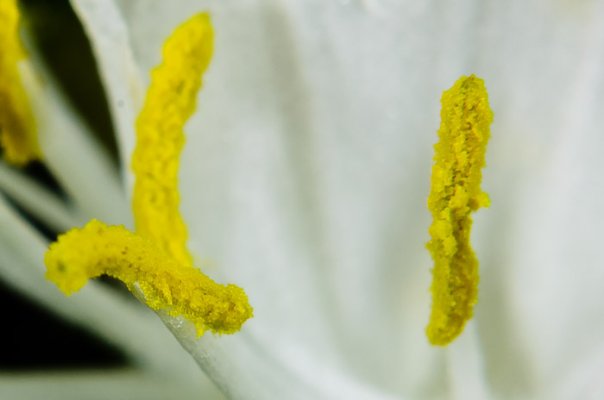 Honeysuckle_pollen.jpg