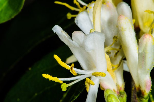 Honeysuckle_pollen-3.jpg