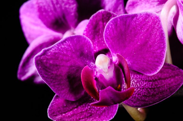 Orchid-1.jpg