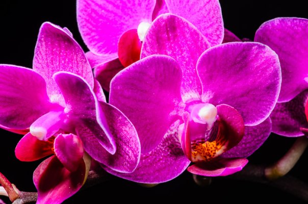 Orchid-4.jpg