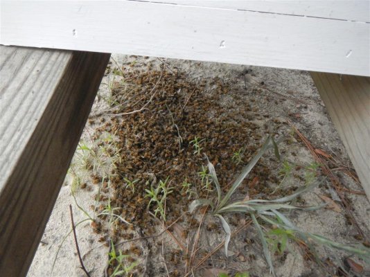 Bee poison deaths 8-5-2014 (4).JPG