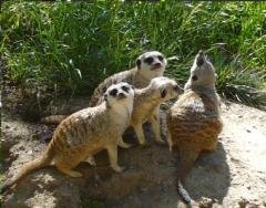 meerkats.jpg