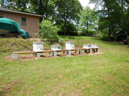 Daves Bee hives 5-11-2015 (1).JPG
