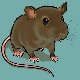 Rat avatar.jpg