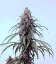 180px-Cannabis_indica_Selkem.jpg