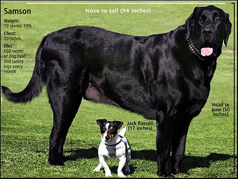 Large Dog.jpg