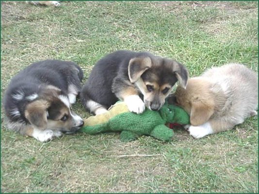 dogs-attack-alligator.jpg