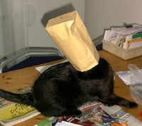cat head bag.jpg