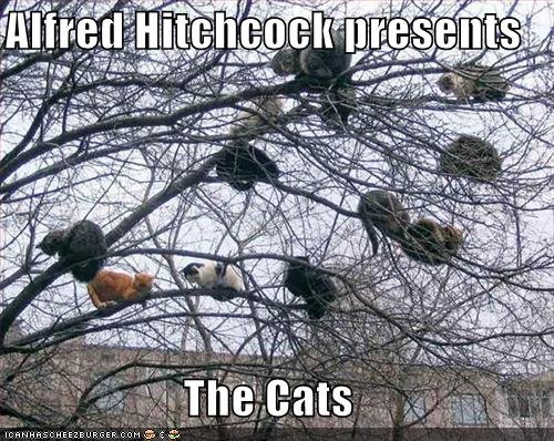 hitchcock cats.jpg