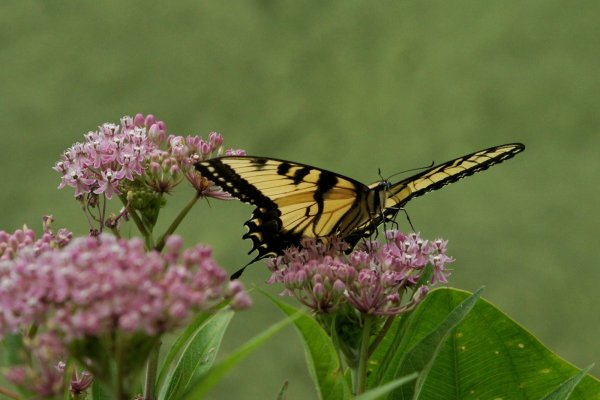 Tiger Swallowtail.jpg