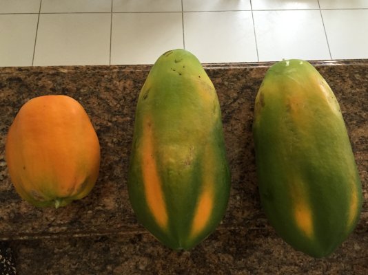 Papaya.jpg