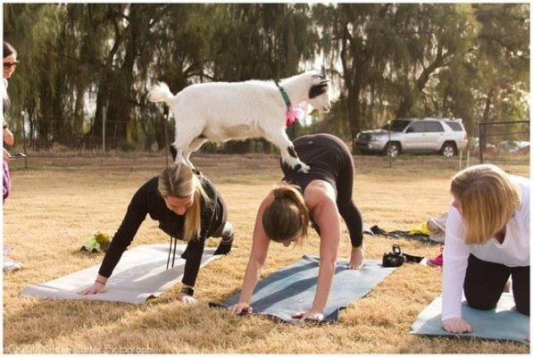 yoga with goats.jpg