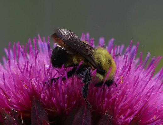 Closeup bumblebee.JPG