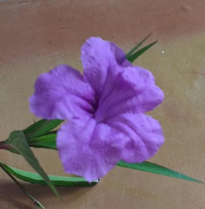 purple trumpet flower.jpg