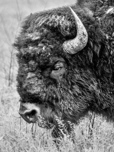 bison bw.jpg