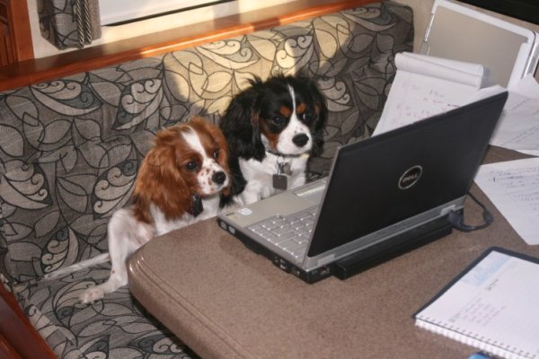 Computer Dogs.jpg