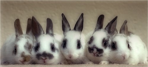 Baby bunnies.jpg