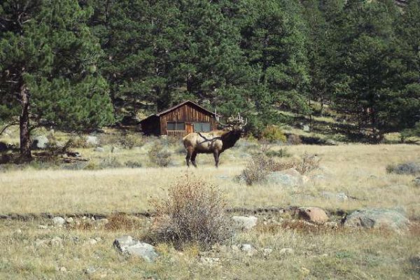 Elk at Rocky Mtn NP - Southwest Parks 2006 no706.jpg
