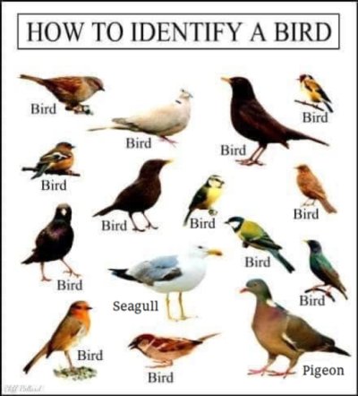 bird-guide.jpg