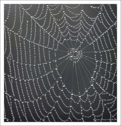 drew-on-spider-web-OhrC_r.jpg