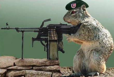 army squirrel.jpg