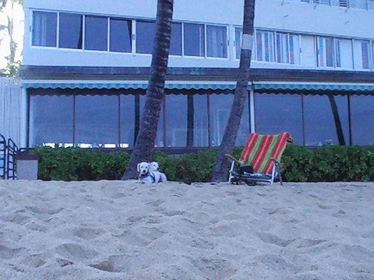 Dogs on beach 003.jpg