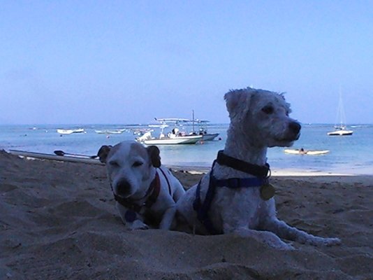 Dogs on beach 007.jpg
